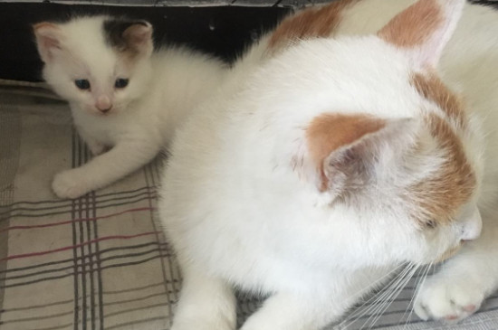 母猫把小猫叼走了怎么办