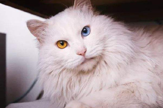 异色瞳猫罕见吗