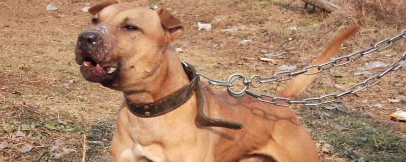 比特犬可以当宠物养吗