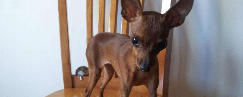 小鹿犬为什么没人养