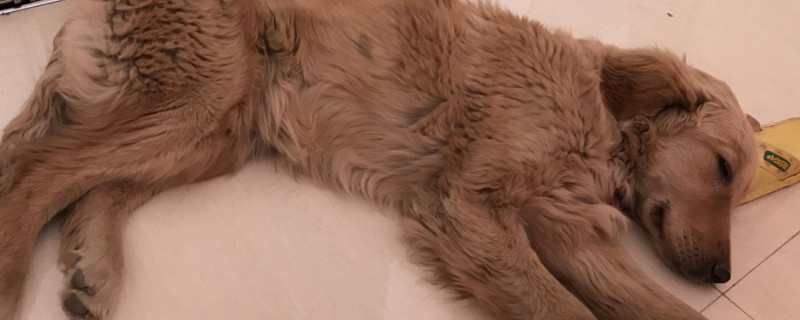 犬瘟症状有哪些