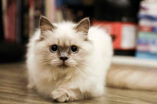 猫咪感冒了怎么办