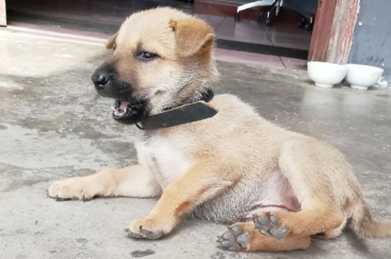 狗和犬的区别，狗有18个脚趾而犬有20只脚趾