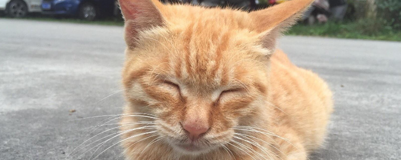 猫罐头多久喂一次