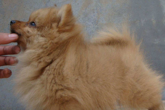 博美幼犬怎么养