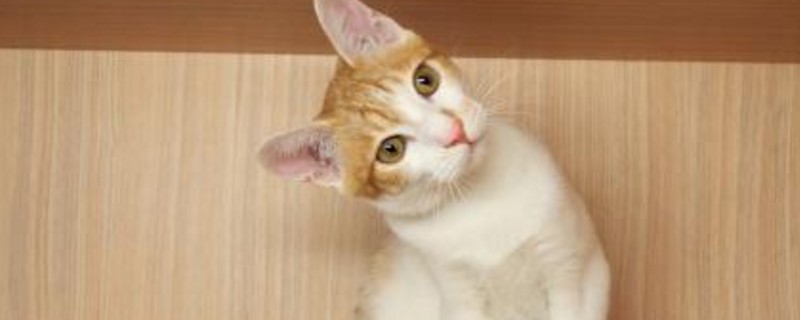 小猫特别爱睡觉正常吗