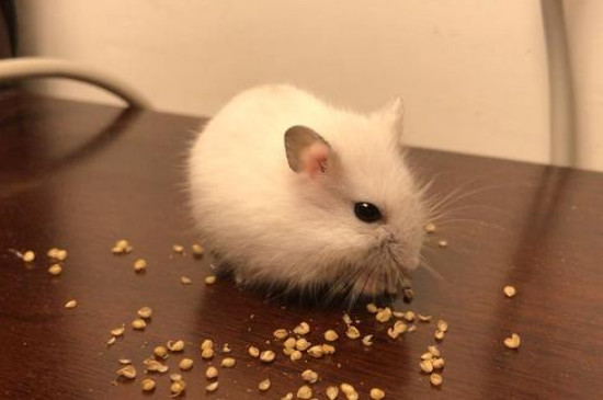 仓鼠粮食有虫子了 还能吃吗