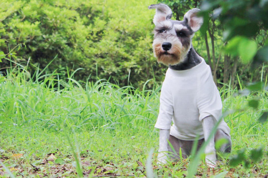 小型犬有哪些