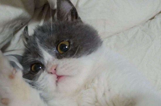 猫咪流眼泪是怎么回事