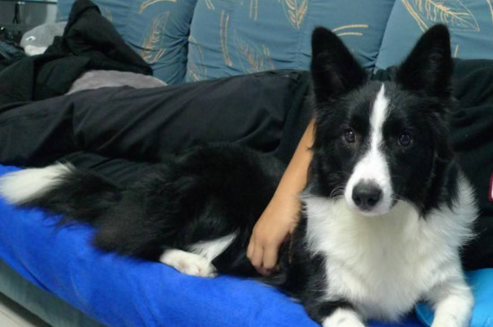 边境牧羊犬怎么看纯不纯