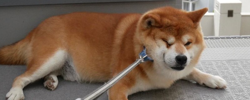 狗怕什么气味