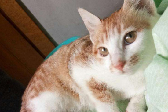 人得猫藓一般多久会好