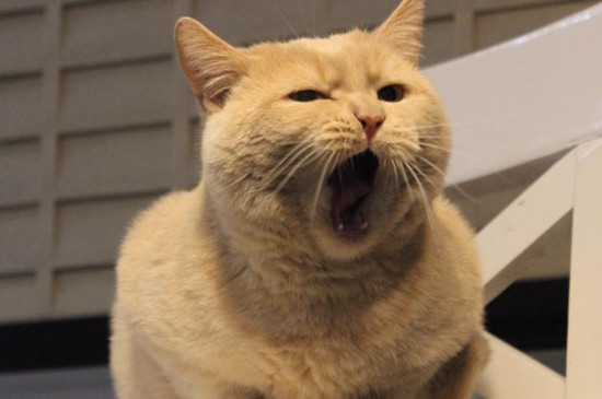 猫喜欢什么颜色