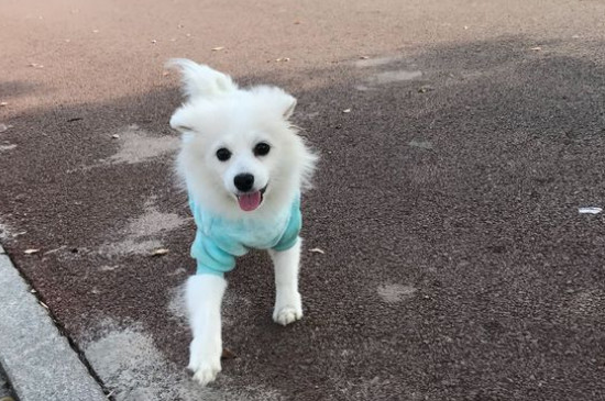 狗瘟早期症状是什么样子的，犬瘟初期症状及治疗