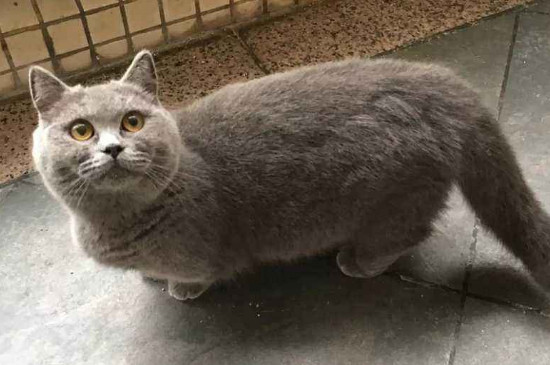猫粘人吗