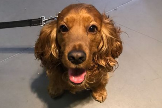 可卡犬的优点和缺点