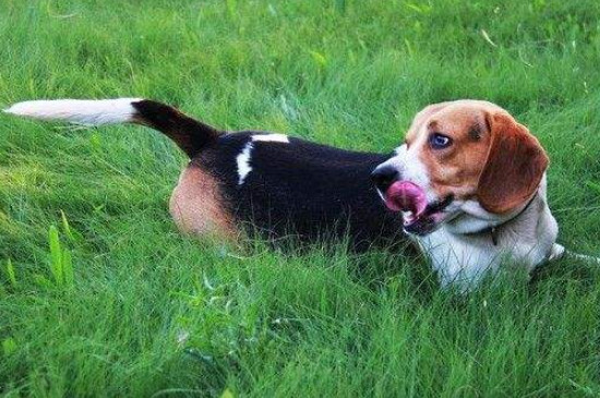比格犬怎么看纯不纯，挑选纯种比格犬的四个要点