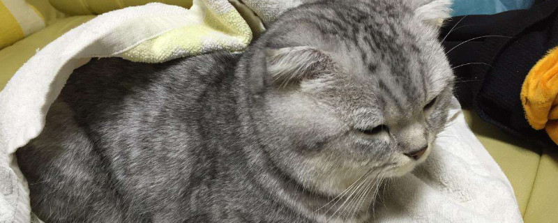 猫流鼻涕一直不好怎么办