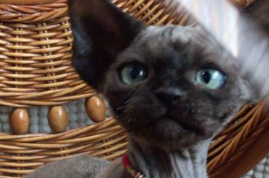 德文卷毛猫为什么喜欢一直叫