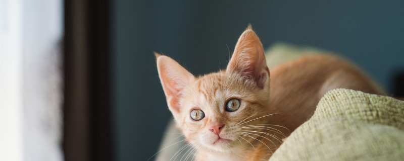 小猫总是爱咬人怎么办
