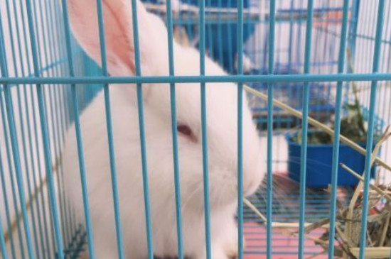 垂耳兔多大可以吃零食