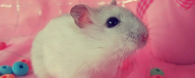 怎么看仓鼠是公是母
