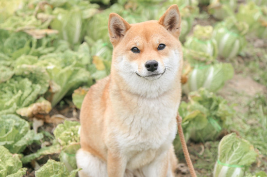 柴犬聪明吗