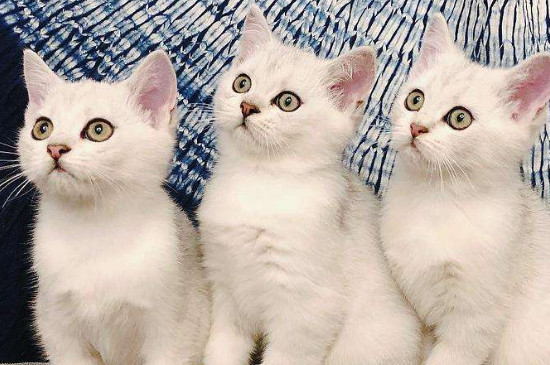 渐层猫喂养注意什么