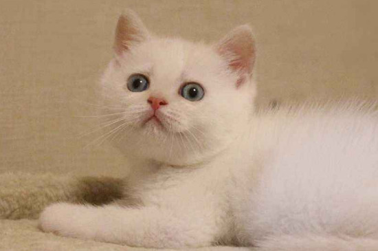 猫和你碰鼻子代表什么