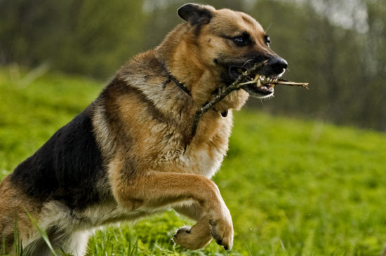 德国牧羊犬多大立耳