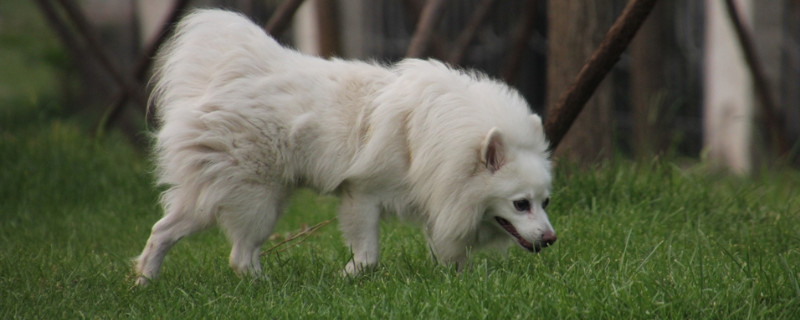 芬兰狐狸犬生存年限