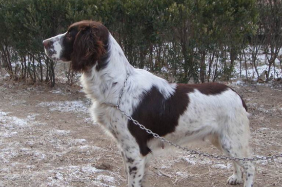 史宾格犬多少钱一只，宠物级幼犬的价格为1500～3500元