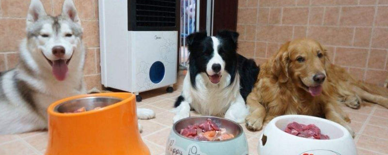 狗吃生肉的好处