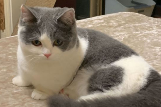 猫能喝牛奶吗