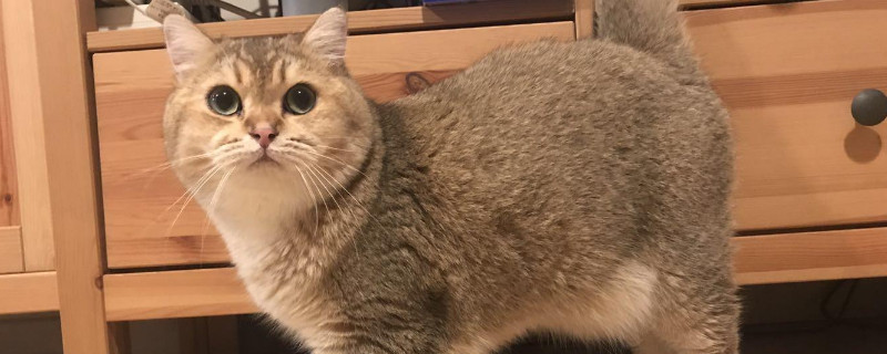 猫感冒症状