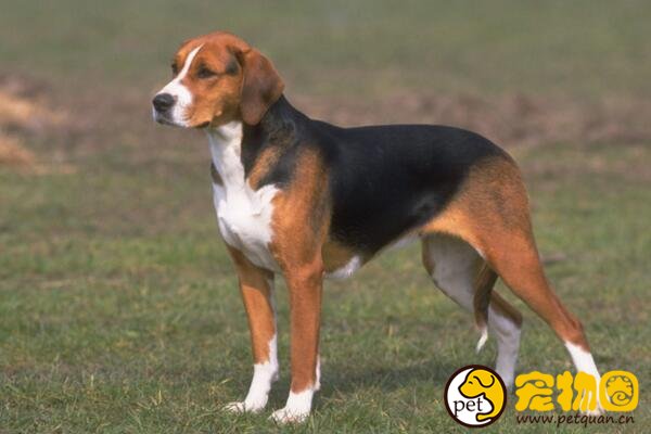 美国猎狐犬是英国猎狐犬的后代，运动量大不适合当宠物