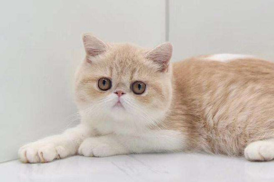 包子脸猫咪是什么品种，英短和狸花猫能长成包子脸