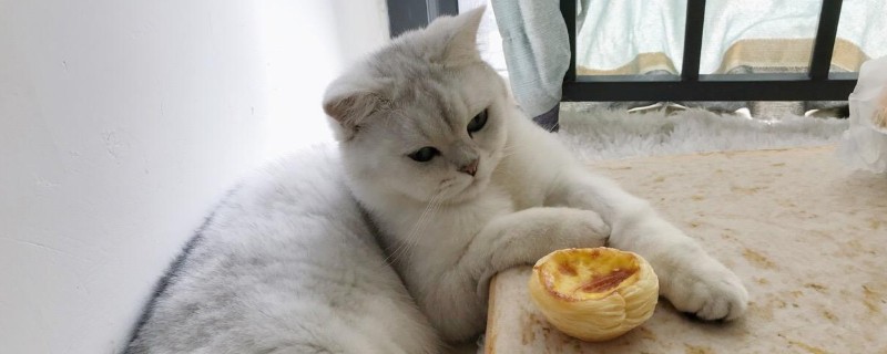 猫吃盐吃多了会怎么样