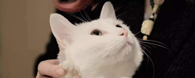 猫能用人的沐浴露吗