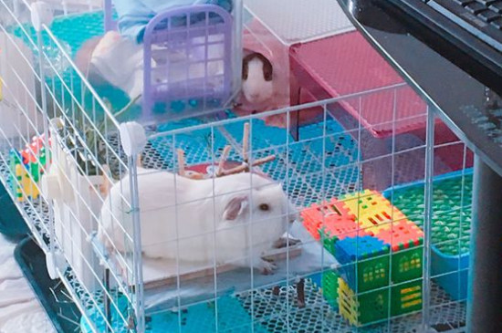 荷兰猪爱拉屎怎么办