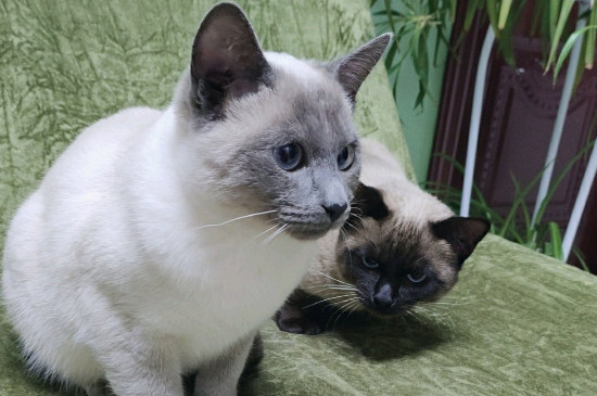 暹罗猫怎么养才听话，让暹罗猫听话小妙招