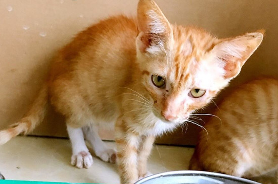 猫贫血吃什么补血最快