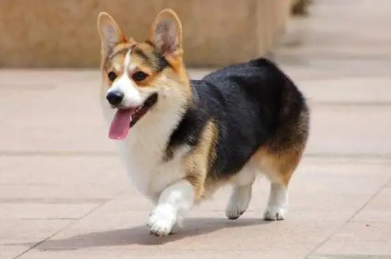 柯基犬讨厌主人的表现