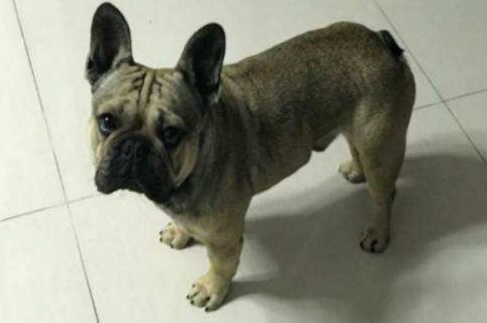 法斗犬的缺点，这4个原因导致法斗很少人养