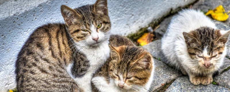 掐猫咪脖子会死吗，掐猫脖子的危害