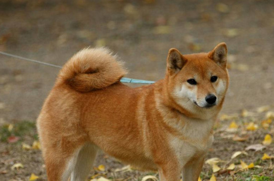 柴犬咬人吗