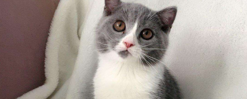 猫咪四联疫苗包括哪些