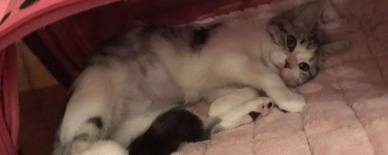 猫腹水怎么治疗