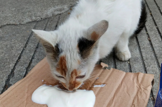 猫咪可以喝安慕希酸奶吗