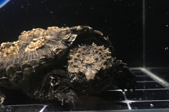 宠物鳄龟多少钱一只，一只纯种鳄龟什么价格
